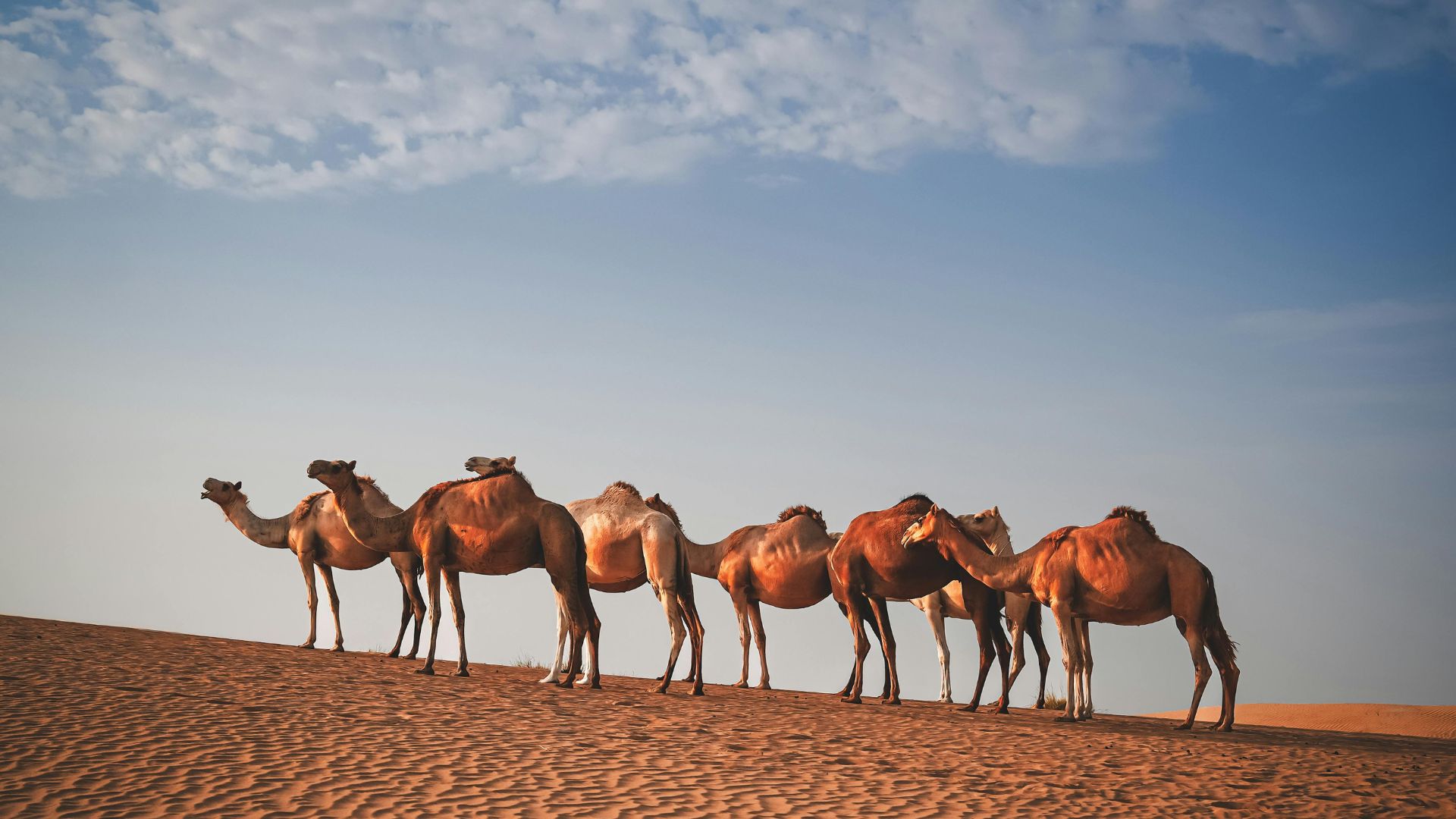 Pushkar Camel Fair